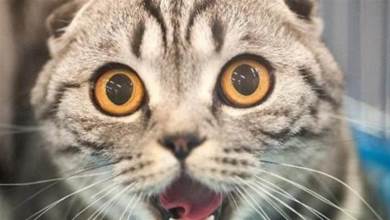 為什麼貓咪每天早上都「喵喵叫」？它想表達這5件事，千萬不要嫌牠吵哦~