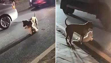 小狗被車撞傷后不能動彈，大狗咬著一點點挪到路邊：太暖心了