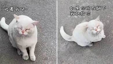 「雙目失明」的流浪貓哭著上門求助，結果慘遭嘠蛋，貓咪：還不如流浪呢