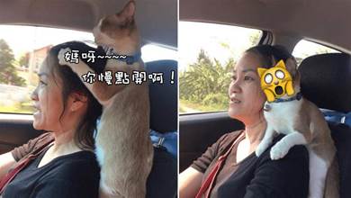 貓咪第一次坐女主人的車，被嚇得緊緊抱著主人的頭，網友看了笑噴，貓貓：女司機好可怕啊~！