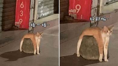 貓咪把身體趴在石墩子上面，是不是剛看了新聞，也來緩解痛經嗎？