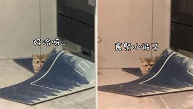 網友出門忘關空調了，回家發現貓正躲在墊子下取暖：冬天來得太早