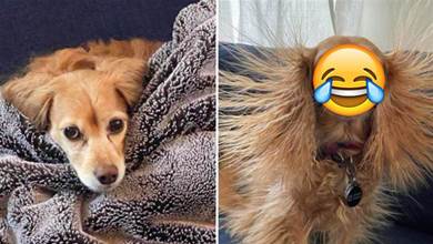 狗狗用了羊毛毯子，第二天全身毛髪都豎起來了，網友笑噴：變成獅子王了？