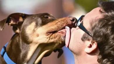 狗為何會喜歡舔人？除了有表達愛意，這5點也不可忽視