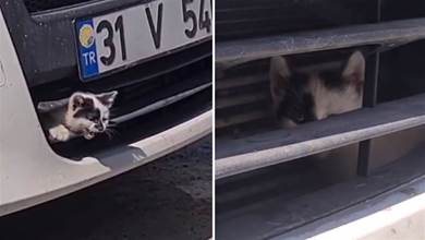 小貓因為好奇鉆進了汽車卡槽被卡住，貓媽媽急壞只能向人類求救：救救我的孩子