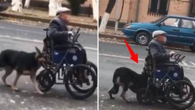 看到狗狗幫老人家推輪椅，路人看到想幫忙卻被拒！主人：只接受它的幫助