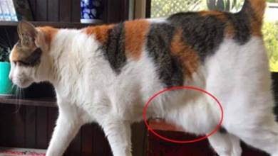 辟謠：貓咪有晃蕩的小肚腩并非得了肥胖癥，那是貓咪的「原始袋」