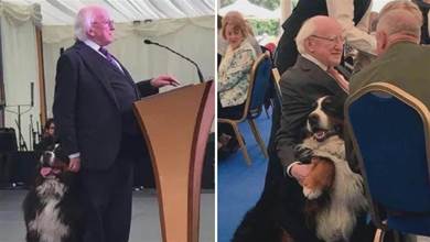 愛爾蘭總統正在采訪，一旁的狗狗瘋狂撒嬌搶鏡，網友萌化：快摸它！
