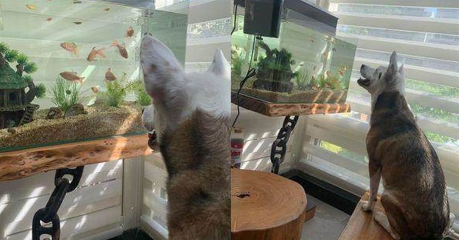 主人買了一個超大魚缸放在家里，狗狗每天對著魚傻笑，網友：該注意魚兒的心理健康