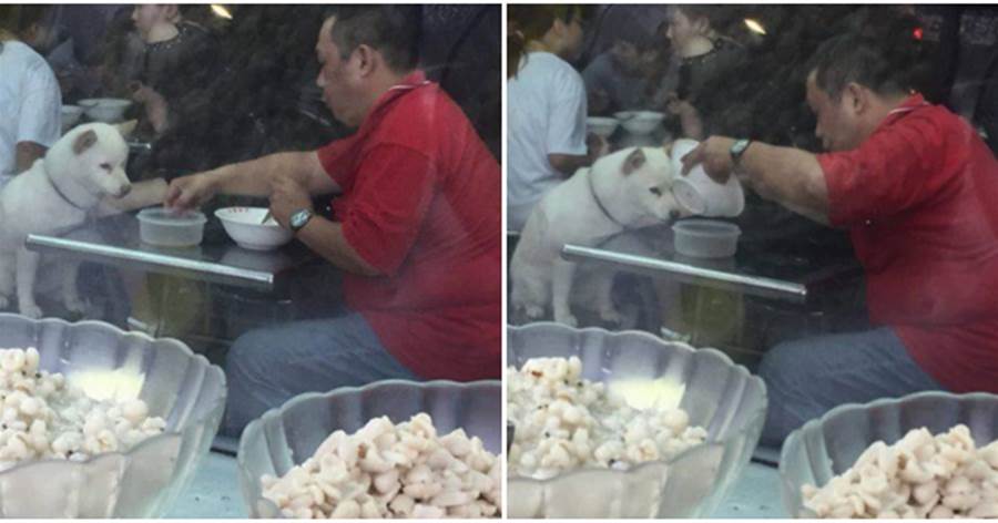 男子帶狗去吃冰沙，將碗里冰沙分了一半給狗，下一秒溫馨一幕發生了