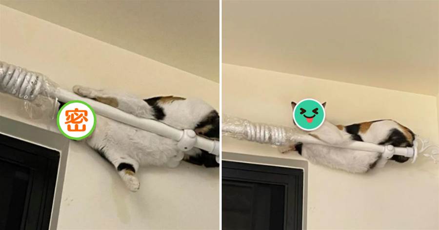 喵界小龍女！胖貓喜歡睡在窗簾桿上，主人無奈：你在練什麼武功？