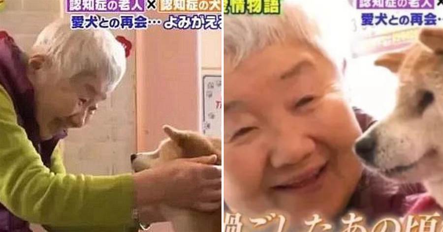 81歲奶奶與柴犬同患癡呆，分別住進養老院，重逢后竟還記得彼此