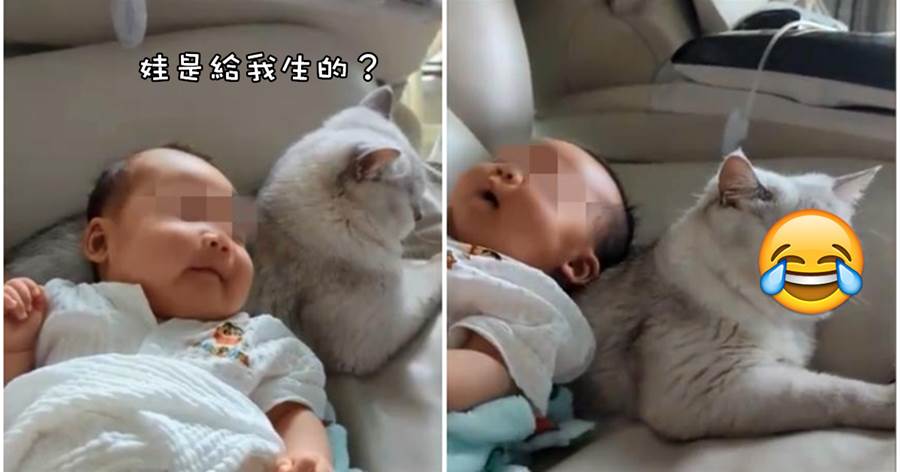 寶寶哭鬧不止家長手足無措，無意放貓背上竟秒睡，貓咪表情惹爆笑：娃是給我生的？