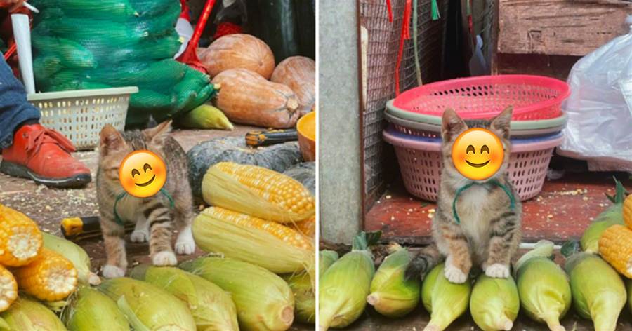 網友偶遇貓咪自己賣玉米，認真敬業不害羞，路人們紛紛駐足吸貓,小奶貓面不改色：只賣玉米不賣身