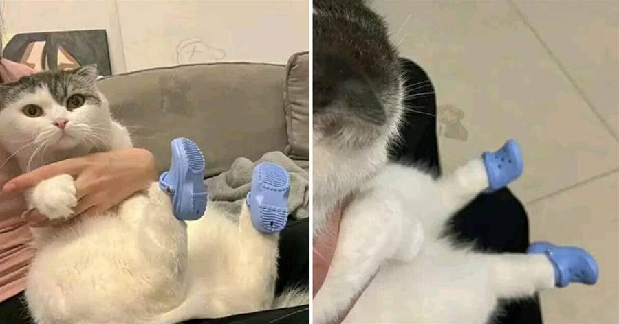 主人給貓咪選購了雙小鞋子，它都有點懵了：你看它好看嗎？