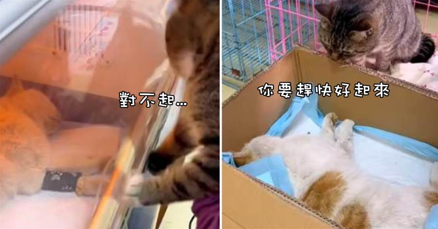 懷孕橘貓出了事故「倒地不起」，公貓「不離不棄」滿眼都是擔心，苦求醫生：拜托！救救牠！