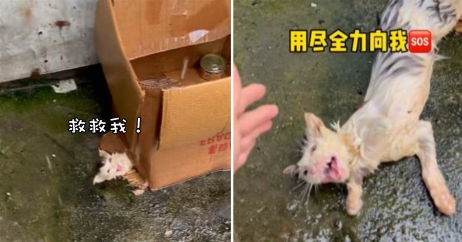 流浪貓被壓箱子下全身濕透，看到有人過來「瘋狂求助」：拜托！救救我！