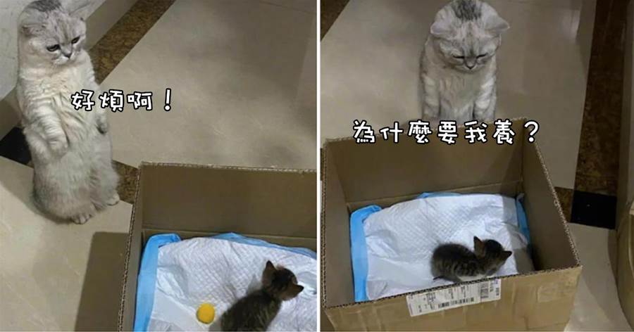 網友撿到一只貓咪，讓家貓幫忙「照顧」，家貓看到流浪奶貓時滿臉無奈：照顧孩子好累...