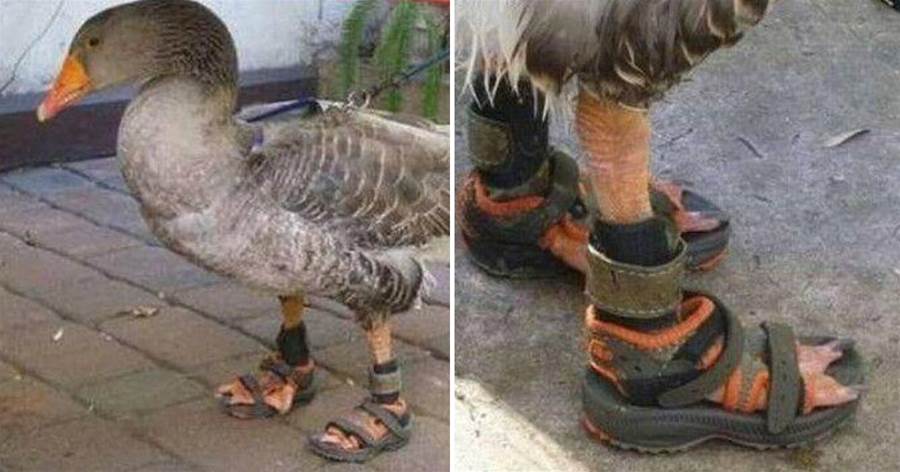 兒子好心給鵝穿上鞋，大人一時疏忽忘把鞋取下，結果發生了悲劇