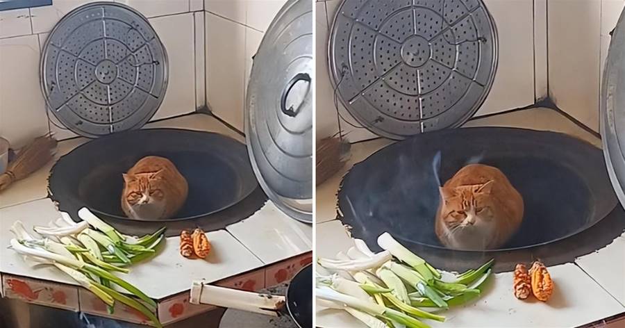 過年家里人多，橘貓害怕躲了起來，主人找到時語塞：要不要直接上菜？