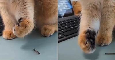 貓貓玩釘子到底有多可愛？一只橘貓玩釘子玩火了，引來無數網友感嘆