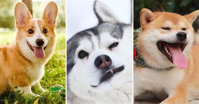6種最燒錢的狗狗，你家狗上榜了嗎？