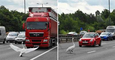 一只鵝橫穿馬路，看到它身后的男子后，所有司機都停車讓路 ：這是導盲鵝嗎？