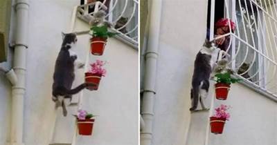 大媽為幫助流浪貓，在自家窗外搭了個小梯子，只為了它們不被凍壞