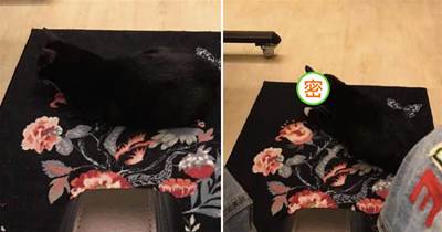 網友曬出自家黑貓照片，毛色與地毯融為一體，網友笑噴：地毯長眼睛了？