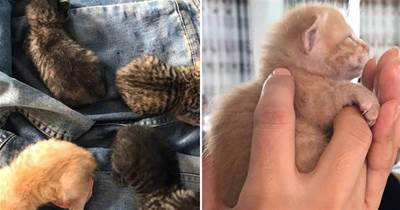 老師在小朋友書包中，發現了4只小奶貓，網友：貓媽會著急的