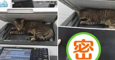 貓咪趴在打印機上不肯走，同事索性按下影印件，成品意外受到網友歡迎：這也太可愛了吧~