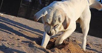 狗狗為什麼喜歡刨土呢？并不是無事可做，而是和這5個原因有關