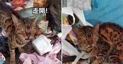 身價不菲的孟加拉豹貓，淪落到以垃圾為食，品種貓為什麼會流浪？