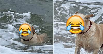 狗狗從海里叼著球回來，還以為球的紋路是它的牙齒，鏟屎官笑噴了：毫無違和感啊 ！