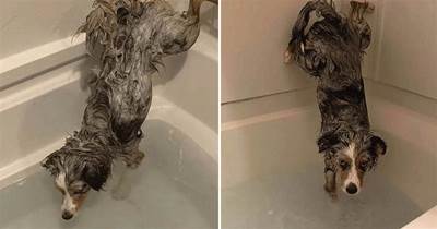 狗狗愿意配合主人洗澡，但是不能弄濕它的屁股，這是有多金貴啊