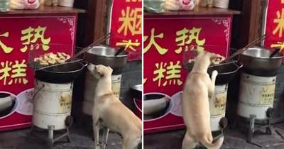 偷臭豆腐的流浪狗，被老板抓了個現行，老板：留下當看門狗，還債