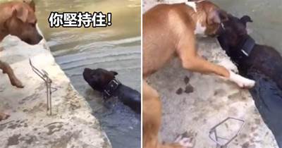 狗狗不慎掉進河里，同伴發現以后，做出的舉動令人濕潤了眼眶