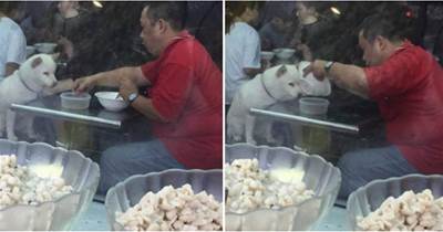 男子帶狗去吃冰沙，將碗里冰沙分了一半給狗，下一秒溫馨一幕發生了
