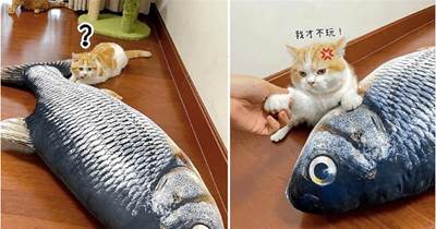 鏟屎官給貓咪買「魚玩具」沒看尺寸，到了以后貓咪都看懵了：你要我怎麼玩！