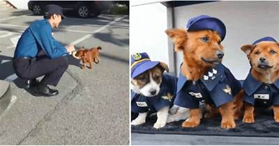 警員救助了一只流浪狗，半個月后拖家帶口來報恩，網友：一家子都成警犬了