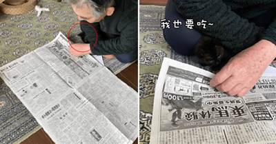 每當爸爸看報紙時，貓咪就會鉆進他懷里一起看，貓：讀給我聽聽