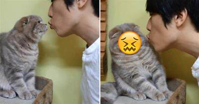 男子第一次見橘貓，忍不住親了上去，沒想到貓咪一臉嫌棄，表情笑噴網友，貓貓：你有口臭！