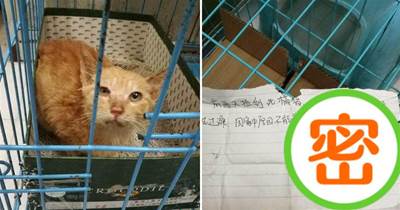 網友撿到一只橘貓，以為是別人不要的很氣憤，不料看到籠子里的紙條心超暖❤