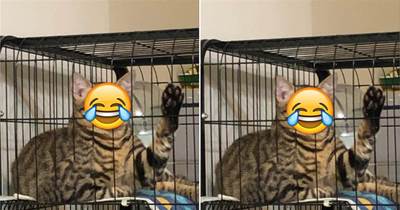 貓咪因為太粘人被網友關在籠子里，第二天早晨看到牠的表情嚇了一大跳：快點放朕出來！