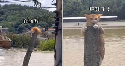 洪水中發現1只貓咪，消防員打算返回時救援：要堅持住啊