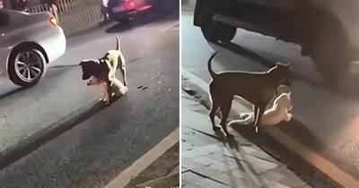 小狗被車撞傷后不能動彈，大狗咬著一點點挪到路邊：太暖心了
