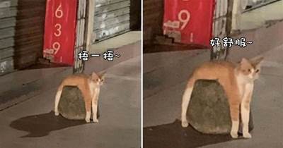 貓咪把身體趴在石墩子上面，是不是剛看了新聞，也來緩解痛經嗎？