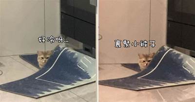 網友出門忘關空調了，回家發現貓正躲在墊子下取暖：冬天來得太早