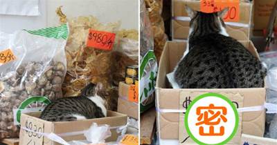 小攤上貓咪坐在紙盒里，上面標的價格貴到離譜：誰敢買呀？