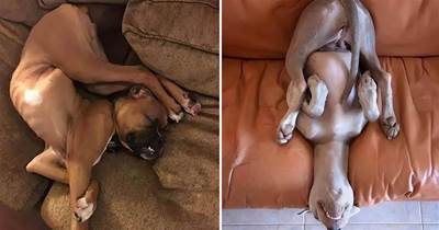 狗狗這4種睡姿，是愛慘了你的表現，你還誤會它？